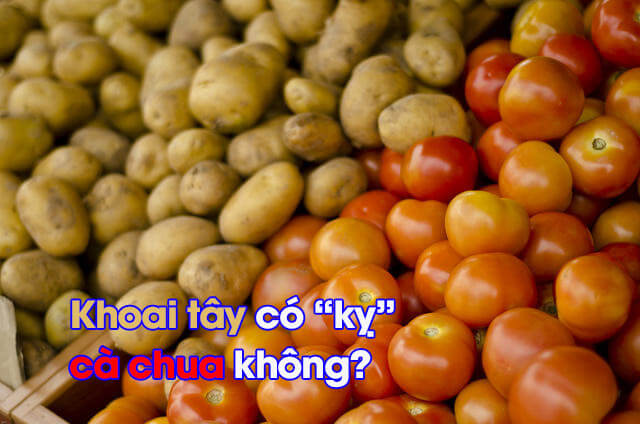 Khoai tây có kỵ cà chua không?
