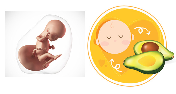 Sự phát triển của thai nhi 16 tuần tuổi Sự phát triển của thai nhi 16 tuần tuổi