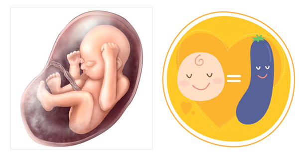 Sự phát triển của thai nhi 28 tuần tuổi Sự phát triển của thai nhi 28 tuần tuổi