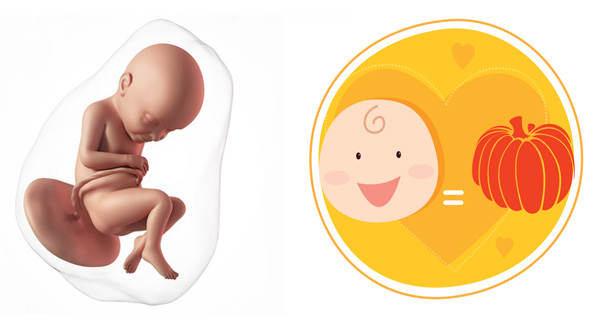 Sự phát triển của thai nhi 32 tuần tuổi Sự phát triển của thai nhi 32 tuần tuổi