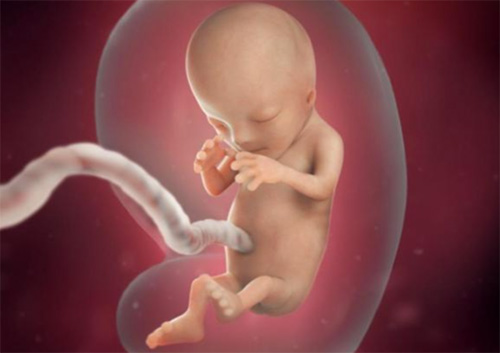 Xung não thai nhi phát triển ở tuần 11 Xung não thai nhi phát triển ở tuần 11