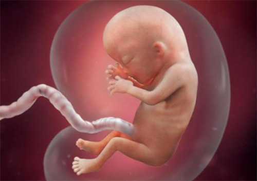 Sự phát triển của thai nhi 12 tuần tuổi Sự phát triển của thai nhi 12 tuần tuổi