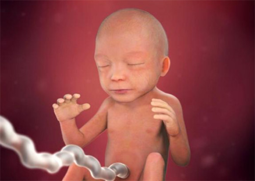 Sự phát triển của thai nhi 21 tuần tuôi Sự phát triển của thai nhi 21 tuần tuôi