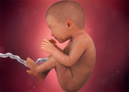 Thai nhi 34 tuần tuổi trông như thế nào? Thai nhi 34 tuần tuổi trông như thế nào?