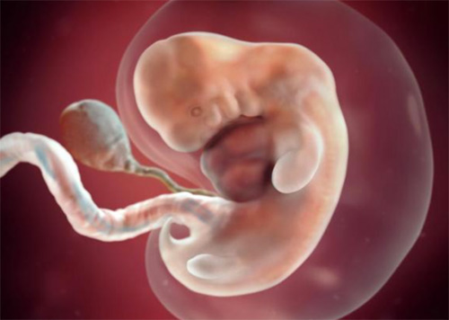 Sự phát triển của thai nhi 6 tuần tuổi Sự phát triển của thai nhi 6 tuần tuổi