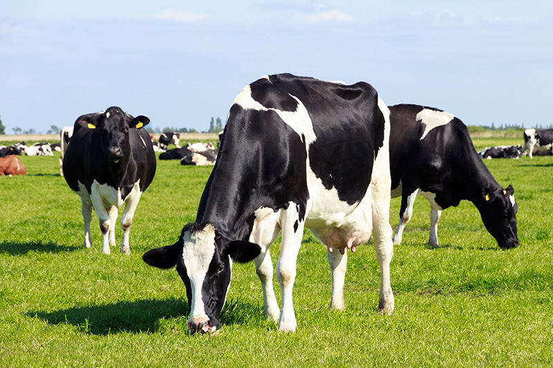 Sữa từ bò nuôi bằng cỏ có chất lượng dinh dưỡng cao hơn